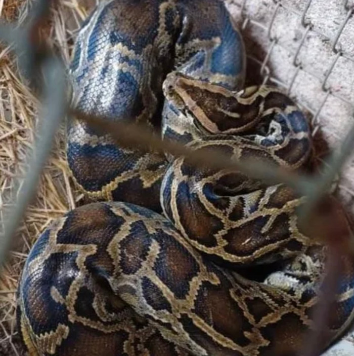 Người dân bắt được trăn đất quý hiếm nặng 6kg khi đi làm đồng.