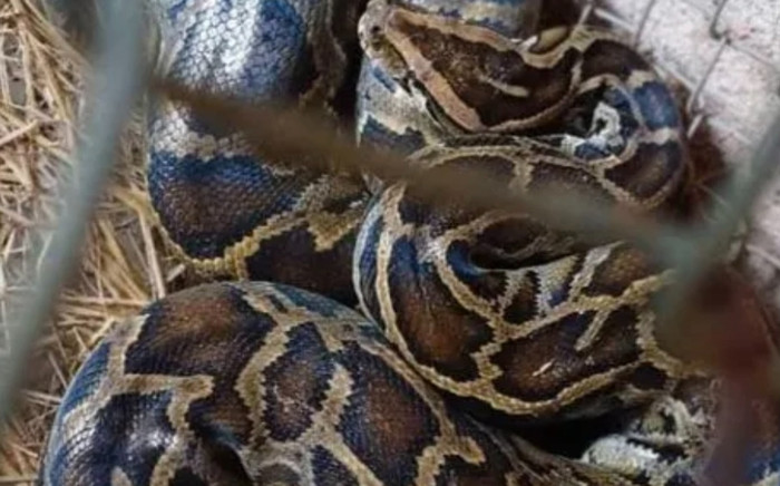 Đi làm đồng bắt được con vật núp trong bụi, hóa ra là loài quý hiếm Ảnh 2