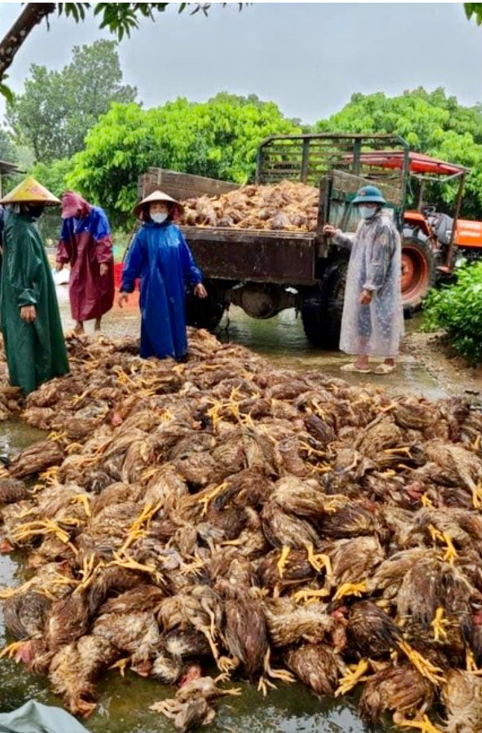 Xác gà chết chất đống khiến chủ trang trại phải nhờ người thu gom và thuê xe mang gà chết đi chôn.
