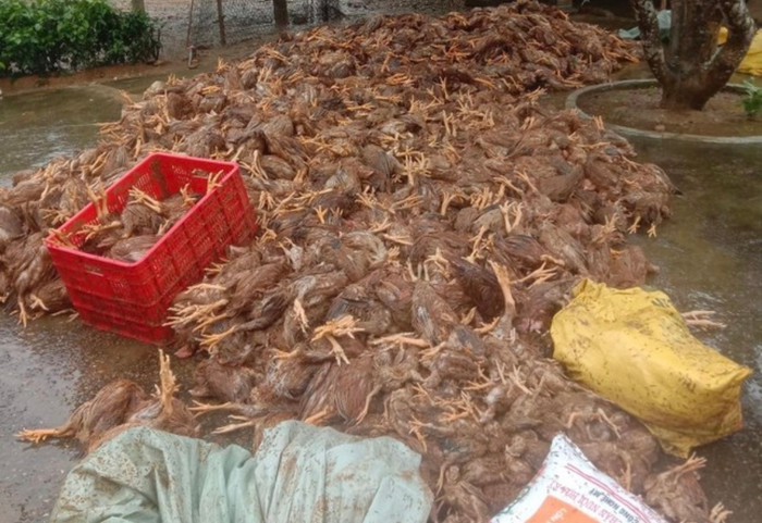 Gà của người dân chết la liệt vì lũ (Ảnh địa phương cung cấp).