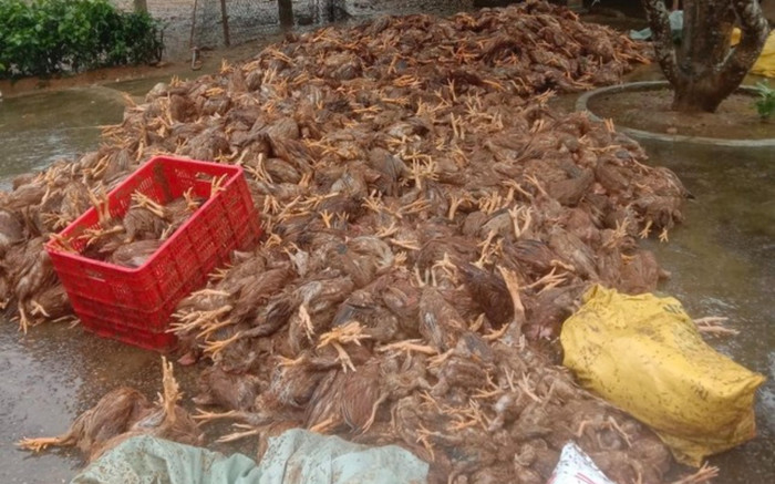 Hàng nghìn con gà chết la liệt vì lũ cuốn: Nông dân khóc ròng! Ảnh 2