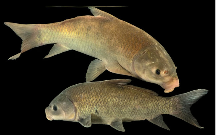 Phát hiện loài cá sống trăm năm giữa sa mạc, thọ đến hơn 100 tuổi, càng già càng khỏe Ảnh 2