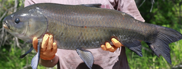 Loài cá bí ẩn ở sa mạc Mỹ có thể sống thọ hơn 100 năm và ngày càng khỏe mạnh.