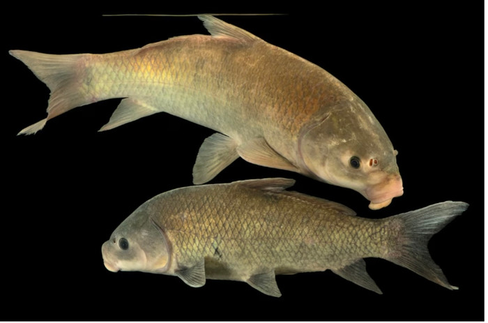 Các nhà khoa học phát hiện ra sự thật thú vị về một loài cá có thể sống hơn 100 năm trong một hồ nước giữa sa mạc Mỹ. (Ảnh: Pixabay)