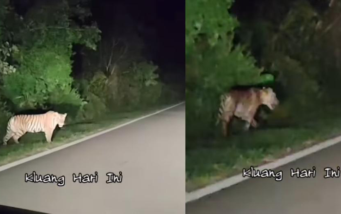 Lái xe trên đường vắng trong đêm muộn, tài xế hoảng loạn khi thấy cảnh tượng trước mắt Ảnh 1