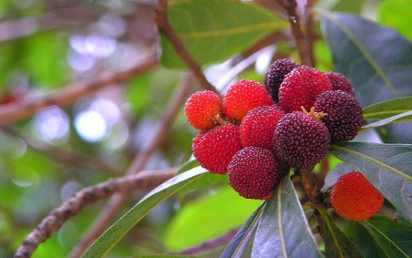 Quả thanh mai có nhiều ở các tỉnh phía Bắc, miền Trung và Tây Nguyên.