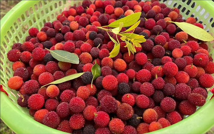 Loại quả xưa chín rụng không ai ăn, giờ thành đặc sản có hương vị lạ, 170.000 đồng/kg Ảnh 2