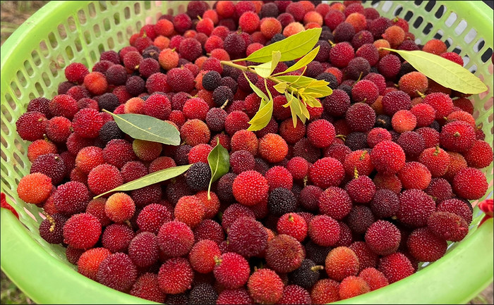 Mùa quả loại quả đặc sản này từ tháng 4 đến tháng 6 hàng năm.