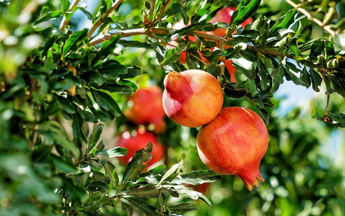 Trồng 3 cây này trước nhà, gia chủ quanh năm giàu có, ăn nên làm ra, chỉ từ 120.000 đồng/cây Ảnh 2