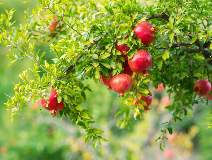 Những quả lựu đỏ được cho là giống như những chiếc đèn lồng cầu tài lộc.