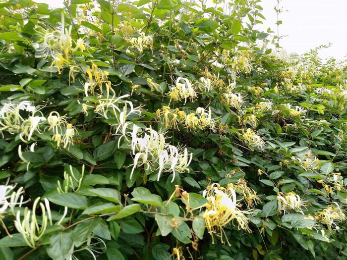 Người ta quan niệm trồng cây kim ngân hoa trước cửa nhà có ý nghĩa chiêu tài.