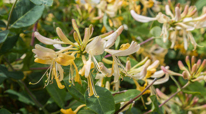 Không những có giá trị phong thủy mà cây kim ngân hoa còn được cho là một vị thuốc quý.