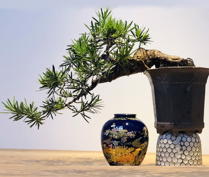 Cây tùng la hán được cho là loại cây phong thủy có giá trị lâu năm.