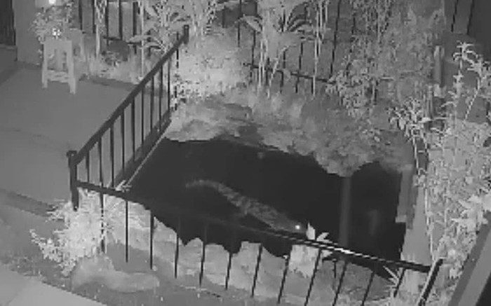 Hoảng hốt phát hiện cá sấu dài 1,2 mét bơi trong bể cá Koi của nhà dân Ảnh 2