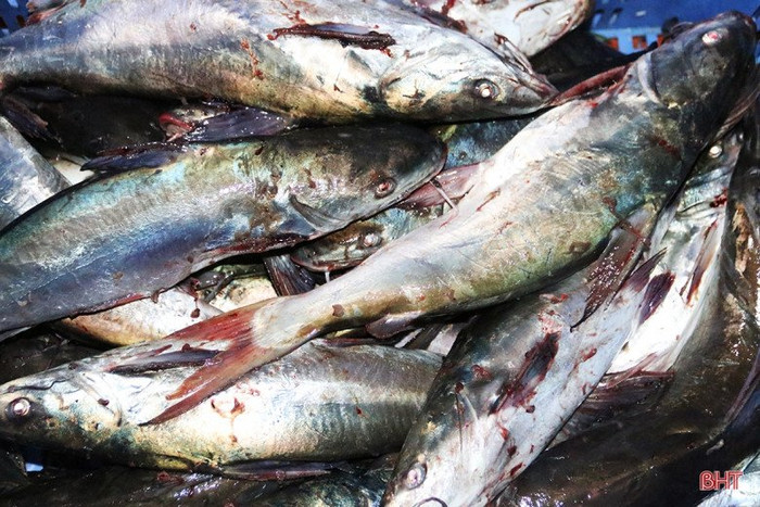 Đặc sản này có nhiều ở các tỉnh miền Trung.