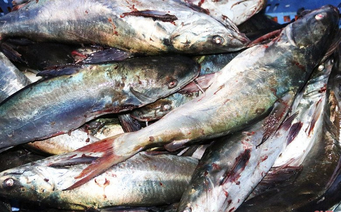 Loại cá xưa dành cho nhà nghèo, giờ thành đặc sản có trong thực đơn nhà hàng, 220.000 đồng/kg Ảnh 2