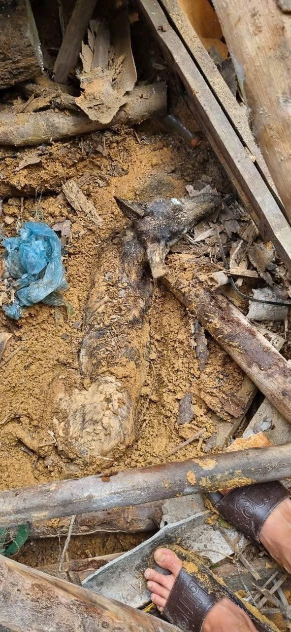 Chú chó Mickey được tìm thấy dưới lớp đất đá sau 9 ngày.