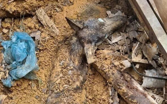 Nghị lực sống phi thường của chú chó bị vùi lấp 9 ngày trong ngôi nhà bị sạt lở tại Yên Bái Ảnh 2