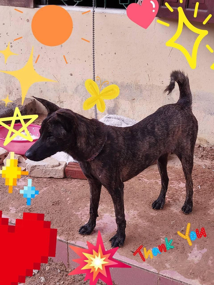 Mickey hiện đã bình phục.