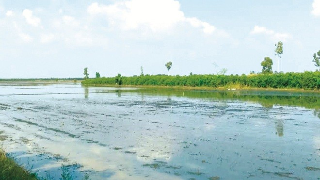 Cánh đồng tại ấp Vĩnh Ân.
