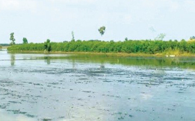 Cánh đồng hoang ở Long An bỗng dưng có vàng, cả ấp đổ xô đi tìm và thành quả không ngờ Ảnh 2