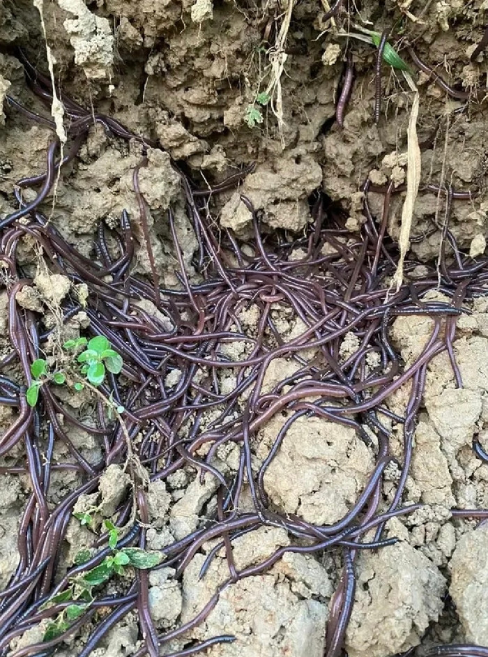 Giun đất bò phủ kín mặt đất khiến người dân sợ hãi.