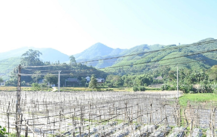 Khu vực cánh đồng dưa xảy ra hiện tượng giun bò nhiều lên mặt đất. (Ảnh: Cổng thông tin điện tử huyện Hàm Yên - Tuyên Quang)