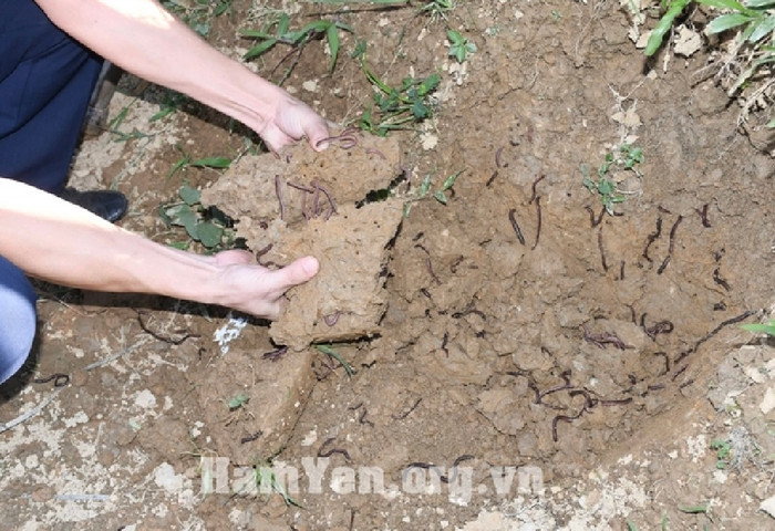 Đây là khu vực đất tơi xốp nên có rất nhiều giun. (Ảnh: Cổng thông tin điện tử huyện Hàm Yên - Tuyên Quang)