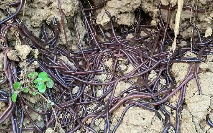 Hàng nghìn sinh vật bò phủ kín mặt đất khiến người dân xôn xao, chuyên gia nói gì? Ảnh 2