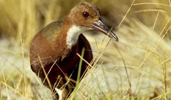 Loài này là gà nước cổ trắng Aldabra (danh pháp khoa học Dryolimnas cuvieri aldabranus).