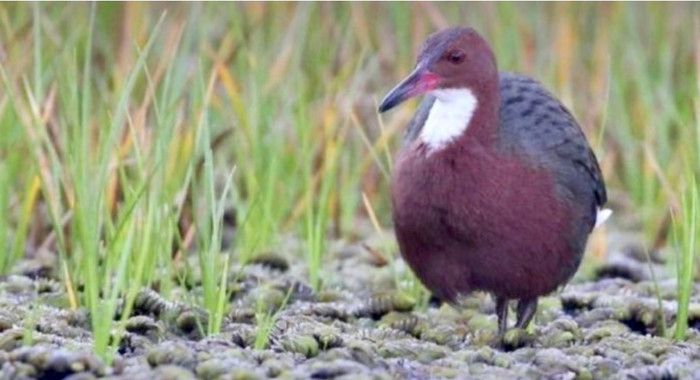 Các nhà nghiên cứu phát hiện ra rằng, hóa thạch chân của loài chim này, có niên đại khoảng 100.000 năm trước nặng hơn và chắc chắn hơn so với chân của loài chim họng trắng.