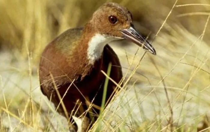 Loài chim tuyệt chủng 136.000 năm bất ngờ hồi sinh kỳ diệu Ảnh 2