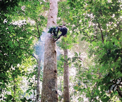 Phụ nữ Aka đảm nhiệm các công việc nặng nhọc.