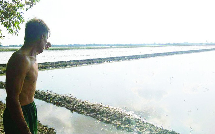 Chuyện trớ trêu tại 'cánh đồng vàng' ở Long An, hàng nghìn người đi đào Ảnh 2