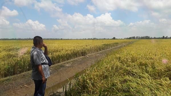 Chuyện trớ trêu tại 'cánh đồng vàng' ở Long An, hàng nghìn người đi đào Ảnh 2