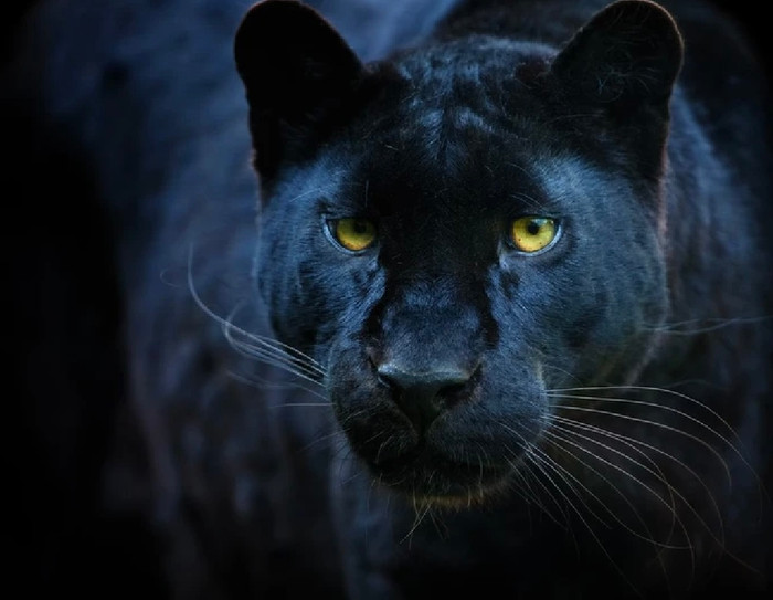 Báo đen ở châu Phi là cực kỳ hiếm gặp.