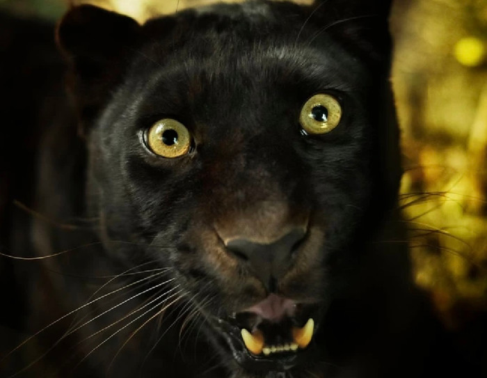 Sau 100 năm tuyệt chủng, loài vật quý hiếm có thể 'tàng hình' trong đêm bất ngờ 'tái sinh' kỳ diệu Ảnh 3