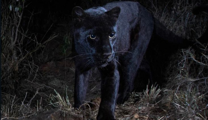 Báo đen huyền thoại bất ngờ xuất hiện trở lại sau một thế kỷ biến mất.