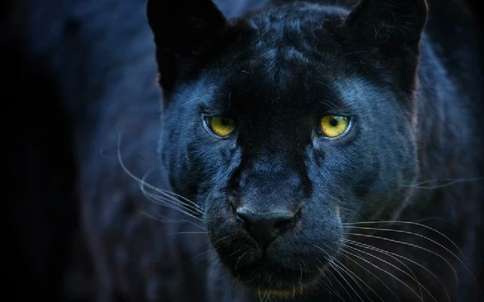 Sau 100 năm tuyệt chủng, loài vật quý hiếm có thể 'tàng hình' trong đêm bất ngờ 'tái sinh' kỳ diệu Ảnh 2