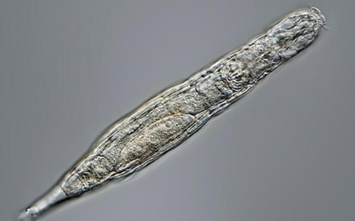 Sinh vật cực nhỏ bất ngờ hồi sinh sau 24 nghìn năm đóng băng Ảnh 2