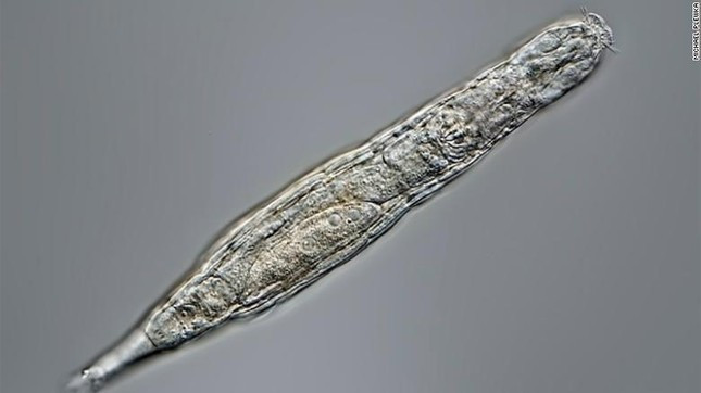 Sức sống mạnh mẽ của loài sinh vật này khiến các nhà nghiên cứu bất ngờ. Ảnh: Sưu tầm