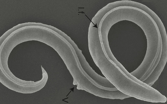 Loài sinh vật tuyệt chủng 46 nghìn năm nay bất ngờ sống lại Ảnh 2