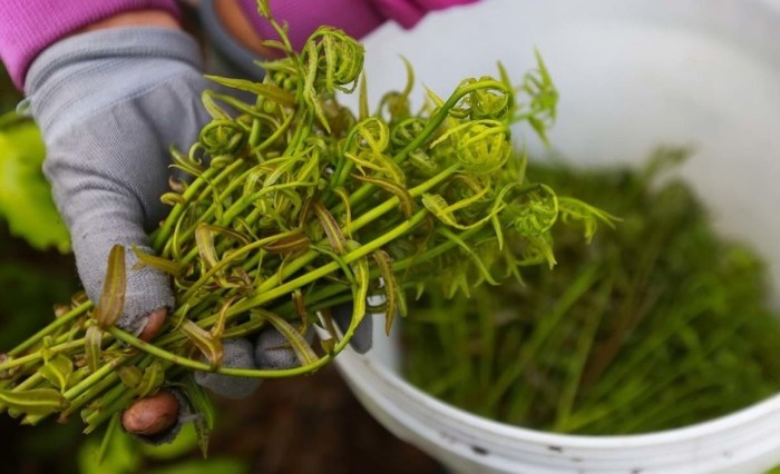 9 đặc sản nổi tiếng Hậu Giang, du khách nhất định phải thử khi đặt chân đến Ảnh 4