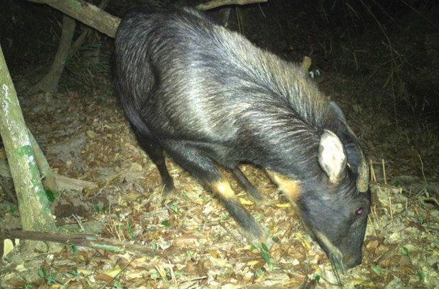 Cá thể sơn dương được phát hiện tại Khu BTTN Pù Hoạt.