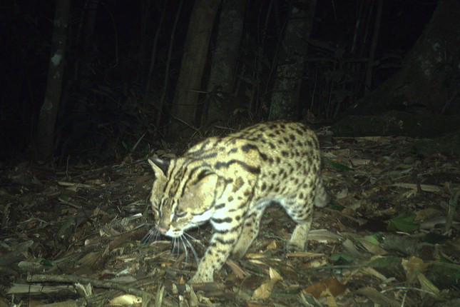 Loài mèo báo lần đầu được phát hiện trong rừng tự nhiên ở Khu BTTN Pù Hoạt.