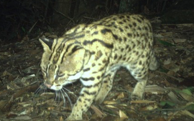 Phát hiện loài mèo báo quý hiếm tại Việt Nam, cần bảo vệ khẩn cấp Ảnh 2