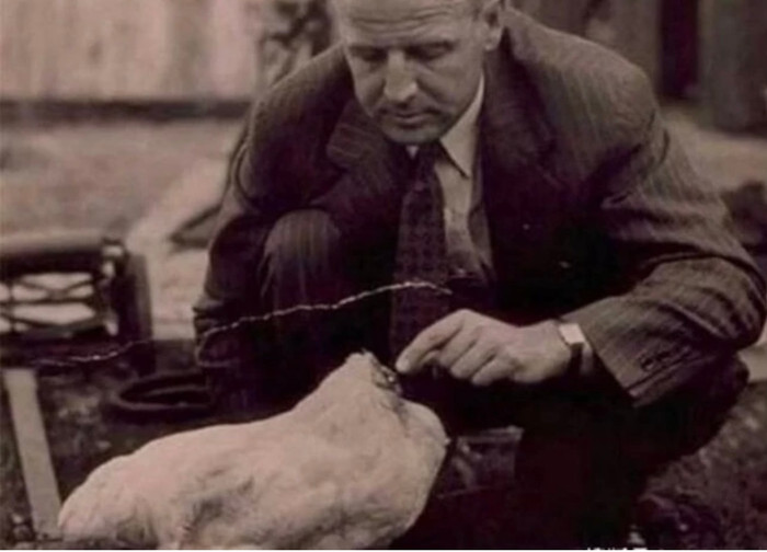 Câu chuyện kỳ diệu về 'Gà không đầu' Mike: Sống sót và kiếm tiền sau 18 tháng bị chặt đầu.