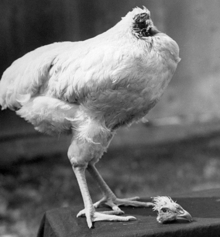 Câu chuyện gà không đầu vẫn sống sót 18 tháng và nổi danh toàn cầu, bí ẩn vẫn chưa có lời giải.