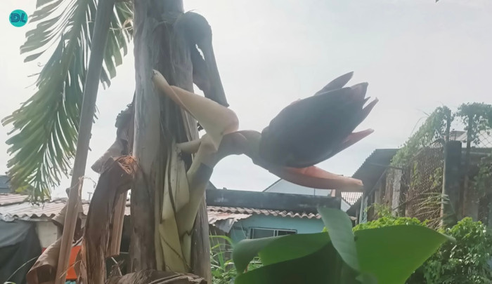 Ảnh: Độc lạ Bình Dương.