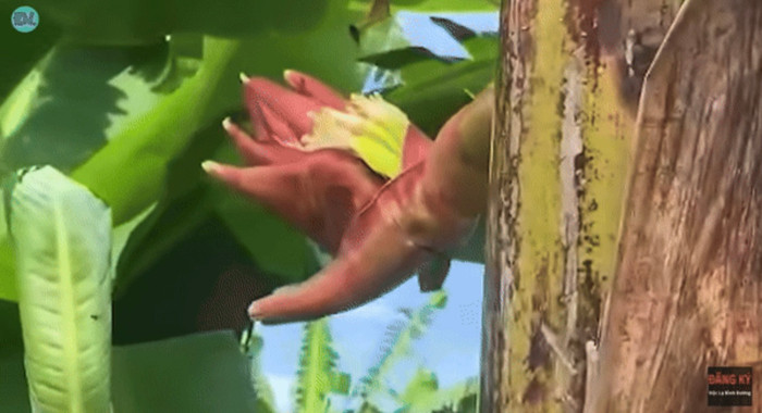 Hoa chuối hình bàn tay xuất hiện ở Tiền Giang khiến cư dân mạng xôn xao - Ảnh: Độc lạ Bình Dương.